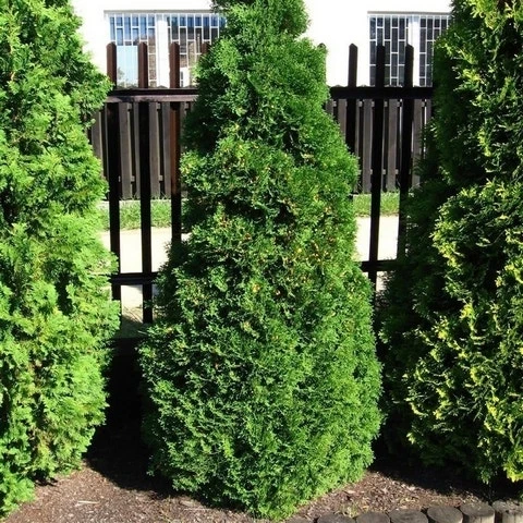 Levensboom (Thuja Occidentalis 'Holmstrup') 3 Levensboom (Thuja Occidentalis 'Holmstrup') - Afbeelding 3