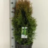 Levensboom (Thuja Occidentalis 'Holmstrup')