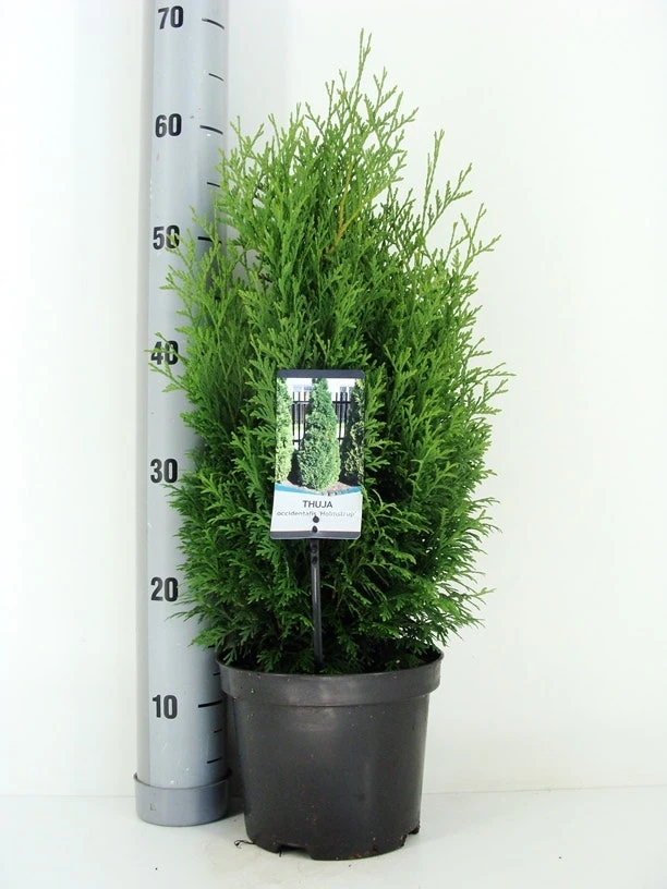Levensboom (Thuja Occidentalis 'Holmstrup') 2 Levensboom (Thuja Occidentalis 'Holmstrup') - Afbeelding 2