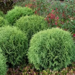 Levensboom (Thuja Occidentalis 'Little Giant') -Tuinplantenwinkel thuja occidentalis little giant