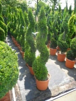 Conifeer Als Spiraal (Thuja Occidentalis 'Smaragd') -Tuinplantenwinkel thuja occidentalis smaragd spiraal 125 150 c20