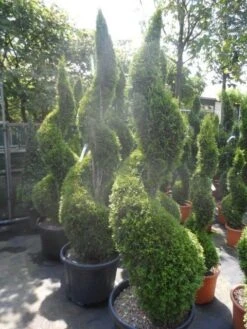 Conifeer Als Spiraal (Thuja Occidentalis 'Smaragd') -Tuinplantenwinkel thuja occidentalis smaragd spiraal 175 200 c50