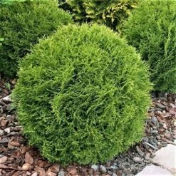 Thuja (Thuja Occidentalis 'Tiny Tim') -Tuinplantenwinkel thuja occidentalis tiny tim 1