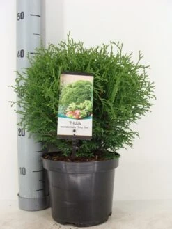 Thuja (Thuja Occidentalis 'Tiny Tim') -Tuinplantenwinkel thuja occidentalis tiny tim zomer c3 1