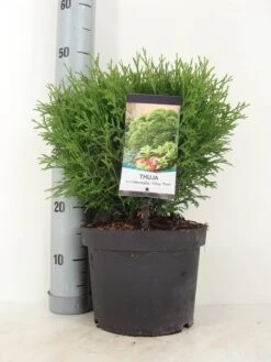 Thuja (Thuja Occidentalis 'Tiny Tim') -Tuinplantenwinkel thuja occidentalis tiny tim zomer c5 m 1