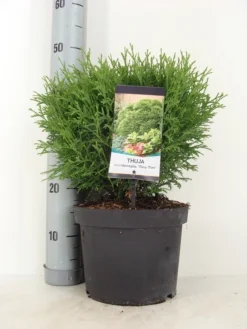 Thuja (Thuja Occidentalis 'Tiny Tim') 9 Thuja (Thuja Occidentalis 'Tiny Tim') -Tuinplantenwinkel thuja occidentalis tiny tim zomer c5 m