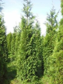 Levensboom (Thuja Plicata 'Atrovirens') -Tuinplantenwinkel thuja pl atrovirens 300