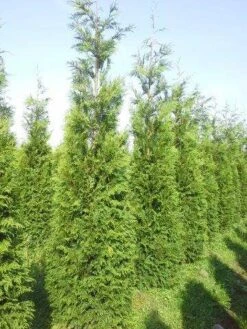 Levensboom (Thuja Plicata 'Atrovirens') -Tuinplantenwinkel thuja pl atrovirens 300 350 1 1