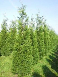 Levensboom (Thuja Plicata 'Martin') 23 Levensboom (Thuja Plicata 'Martin') -Tuinplantenwinkel thuja pl martin 300 350