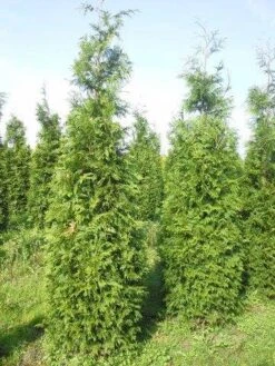 Levensboom (Thuja Plicata 'Martin') -Tuinplantenwinkel thuja pl martin 300 350 1 1