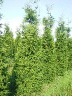 Levensboom (Thuja Plicata 'Martin') -Tuinplantenwinkel thuja pl martin 300 350 2 1