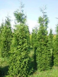 Levensboom (Thuja Plicata 'Martin') 24 Levensboom (Thuja Plicata 'Martin') -Tuinplantenwinkel thuja pl martin 300 350 3