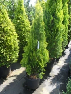 Levensboom (Thuja Orientalis 'Pyramidalis Aurea') -Tuinplantenwinkel thuja platycladus orientalis pyramidalis aurea 125 150