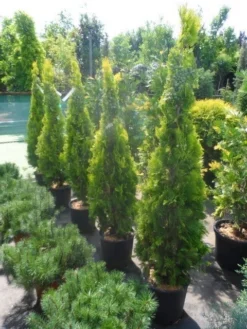 Levensboom (Thuja Orientalis 'Pyramidalis Aurea') -Tuinplantenwinkel thuja platycladus orientalis pyramidalis aurea 150 175