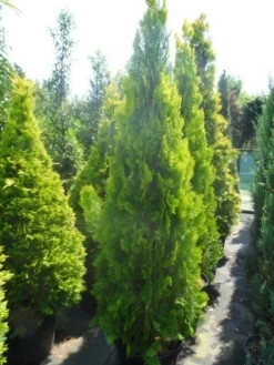 Levensboom (Thuja Orientalis 'Pyramidalis Aurea') -Tuinplantenwinkel thuja platycladus orientalis pyramidalis aurea 175 200 250