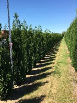 Grote Levensboom (Thuja Plicata 'Atrovirens') 7 Grote Levensboom (Thuja Plicata 'Atrovirens') -Tuinplantenwinkel thuja plic atrovirens 200250 1