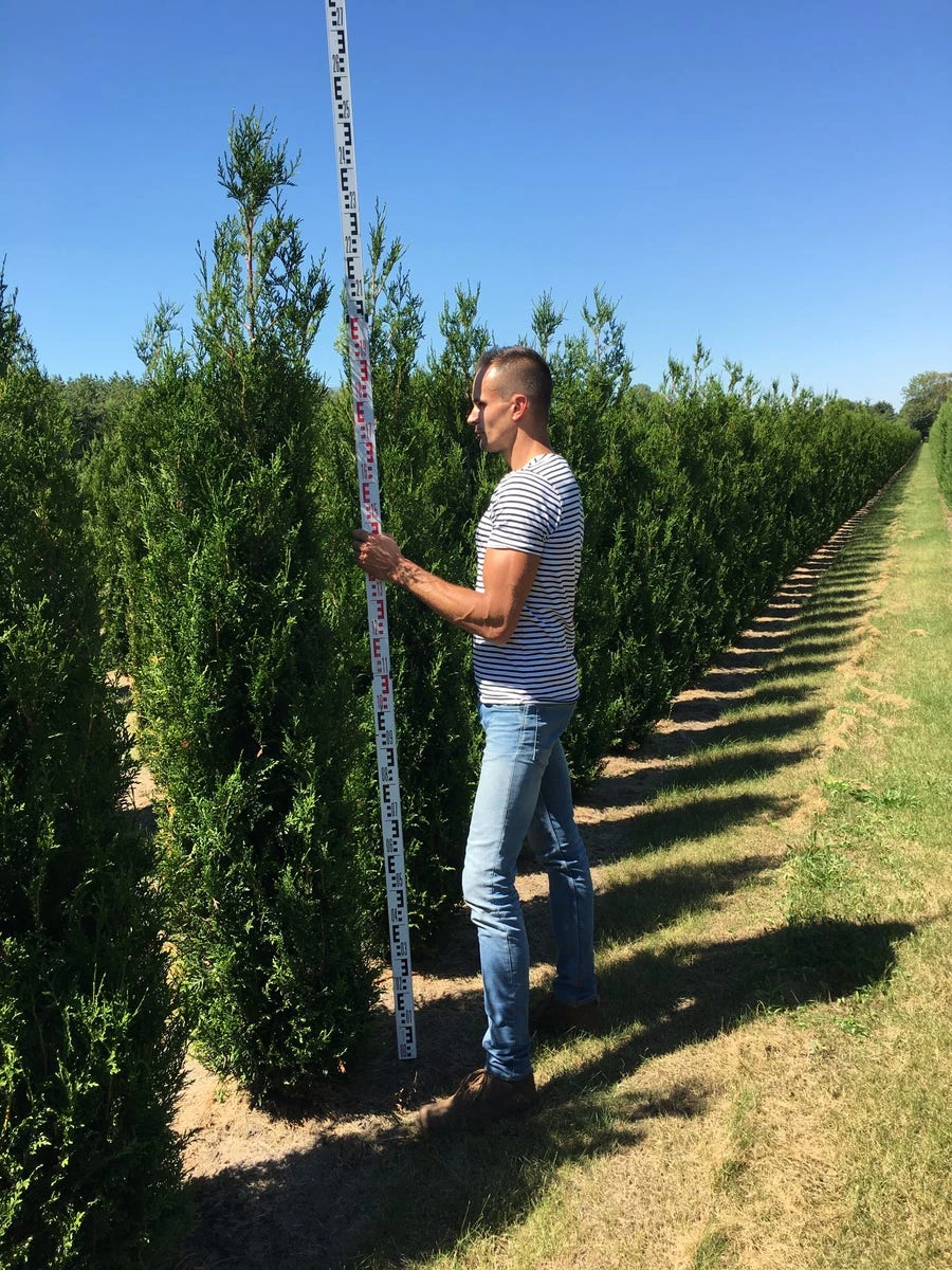 Grote Levensboom (Thuja Plicata 'Atrovirens') 2 Grote Levensboom (Thuja Plicata 'Atrovirens') - Afbeelding 2