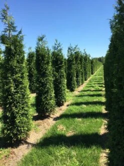 Grote Haagconifeer (Thuja Plicata 'Excelsa') -Tuinplantenwinkel thuja plic excelsa