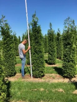 Grote Haagconifeer (Thuja Plicata 'Excelsa') 15 Grote Haagconifeer (Thuja Plicata 'Excelsa') -Tuinplantenwinkel thuja plic excelsa 250300 3 1