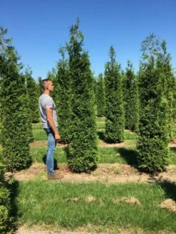 Grote Haagconifeer (Thuja Plicata 'Excelsa') -Tuinplantenwinkel thuja plic excelsa 300350