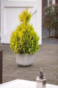 Levensboom (Thuja Plicata '4ever Goldy') -Tuinplantenwinkel thuja plicata 4ever goldy pbr
