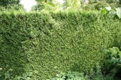 Levensboom (Thuja Plicata 'Atrovirens') -Tuinplantenwinkel thuja plicatum atrovirens 1 1