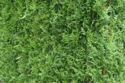 Levensboom (Thuja Plicata 'Atrovirens') -Tuinplantenwinkel thuja plicatum atrovirens 2 1