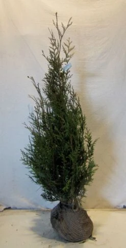 Levensboom (Thuja Plicata 'Atrovirens') -Tuinplantenwinkel thujapatrovirens100 125 1