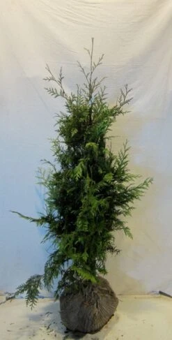 Reuzenlevensboom (Thuja Plicata 'Excelsa') -Tuinplantenwinkel thujapexcelsa100 125 1