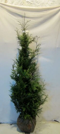 Reuzenlevensboom (Thuja Plicata 'Excelsa') -Tuinplantenwinkel thujapexcelsa125 150