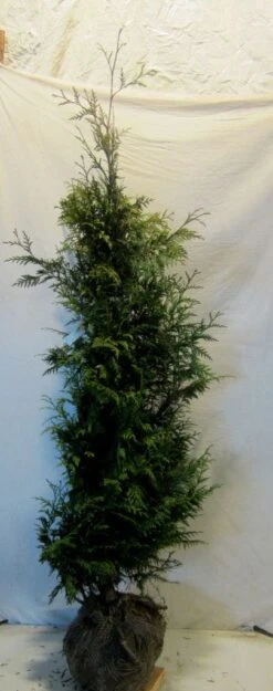 Reuzenlevensboom (Thuja Plicata 'Excelsa') -Tuinplantenwinkel thujapexcelsa150 175 1