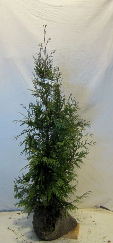 Levensboom (Thuja Plicata 'Martin') 13 Levensboom (Thuja Plicata 'Martin') - Afbeelding 13