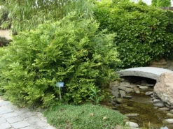 Thujopsis (Thujopsis Dolabrata) -Tuinplantenwinkel thujopsis dolabrata