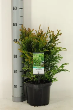 Thujopsis (Thujopsis Dolabrata) -Tuinplantenwinkel thujopsis dolobrata winter c3 m