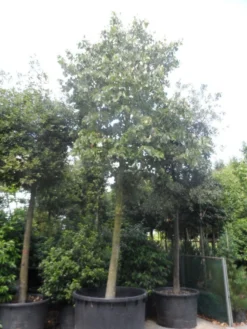 Lindeboom (Tilia Platyphyllos) 6 Lindeboom (Tilia Platyphyllos) -Tuinplantenwinkel tilia platyphyllos 40 50ho c1000 1