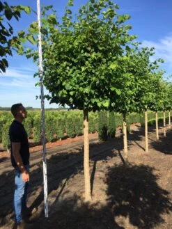 Winterlinde Als Blokboom (Tilia Cordata ‘Greenspire’)