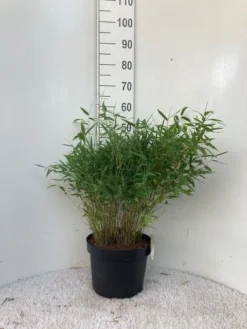 Niet Woekerende Bamboe (Fargesia Murieliae 'Tiny') -Tuinplantenwinkel tiny c10 1