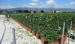 Toscaanse Jasmijn Als Leivorm(Trachelospernum Jasminoides) -Tuinplantenwinkel trachelospermum jasminoides 52x110 leivorm 2