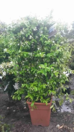 Toscaanse Jasmijn Als Leivorm(Trachelospernum Jasminoides) -Tuinplantenwinkel trachelospernum jasm. leivorm 100125 2