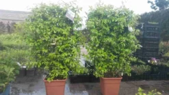 Toscaanse Jasmijn Als Leivorm(Trachelospernum Jasminoides) -Tuinplantenwinkel trachelospernum jasm. leivorm 100125 3
