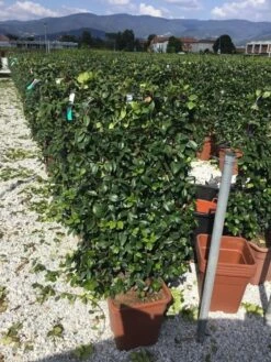 Toscaanse Jasmijn Als Leivorm(Trachelospernum Jasminoides) -Tuinplantenwinkel trachelospernum jasminoides 90x50 cm 1