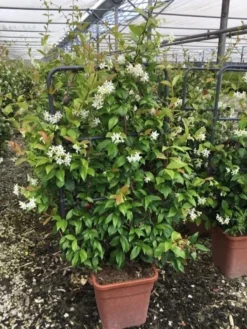 Toscaanse Jasmijn Als Leivorm(Trachelospernum Jasminoides) -Tuinplantenwinkel trachelospernum jasminoides lage leivorm met bloem