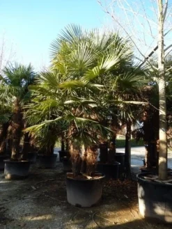 Winterharde Palm Meerstammig (Trachycarpus Fortunei) 11 Winterharde Palm Meerstammig (Trachycarpus Fortunei) -Tuinplantenwinkel trachycarpus fortunei 3 stammig