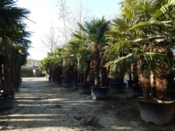 Winterharde Palm Meerstammig (Trachycarpus Fortunei) 10 Winterharde Palm Meerstammig (Trachycarpus Fortunei) -Tuinplantenwinkel trachycarpus fortunei 3 stammig 2 2