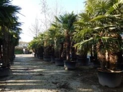 Winterharde Palm Meerstammig (Trachycarpus Fortunei) 10 Winterharde Palm Meerstammig (Trachycarpus Fortunei) -Tuinplantenwinkel trachycarpus fortunei 3 stammig 2 3