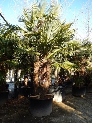 Winterharde Palm Meerstammig (Trachycarpus Fortunei) 1 Winterharde Palm Meerstammig (Trachycarpus Fortunei)