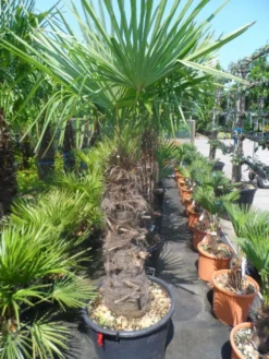 Winterharde Palm (Trachycarpus Fortunei) -Tuinplantenwinkel trachycarpus fortunei 80 100stam