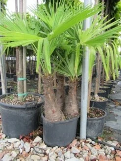 Winterharde Palm Meerstammig (Trachycarpus Fortunei) 15 Winterharde Palm Meerstammig (Trachycarpus Fortunei) -Tuinplantenwinkel trachycarpus fortunei multistam 3