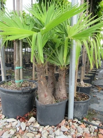 Winterharde Palm Meerstammig (Trachycarpus Fortunei) 8 Winterharde Palm Meerstammig (Trachycarpus Fortunei) - Afbeelding 8
