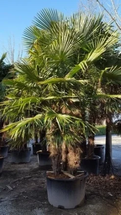 Winterharde Palm Meerstammig (Trachycarpus Fortunei) -Tuinplantenwinkel trachycarpus meerstammig 2 1